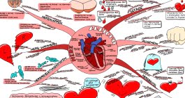Kategorie_Mindmap&Co_Mindmap nach Themen_Heilpraktiker_Heilpraktiker Medizin